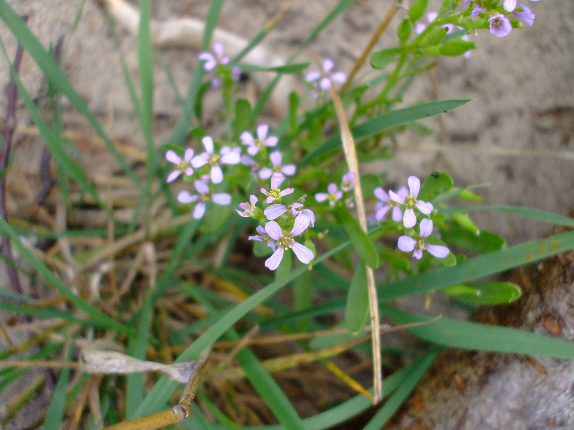Cakile edentula